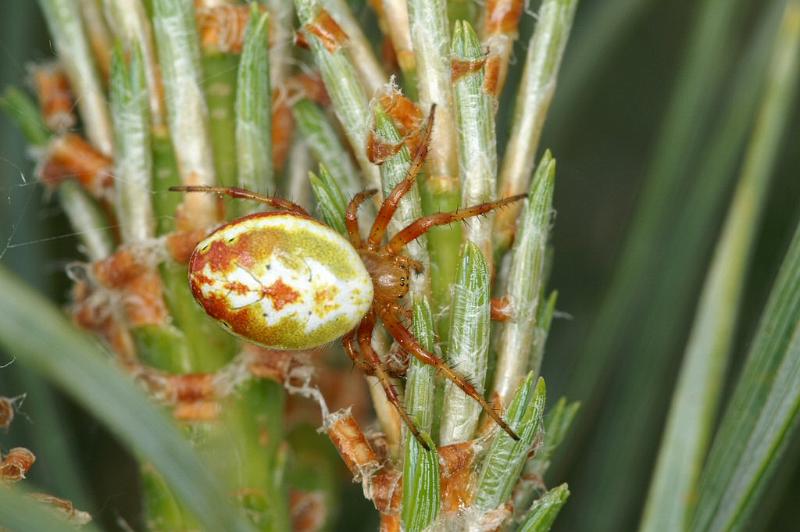 Araniella_displicata_D3010_Z_92_NP De Hoge Veluwe_Nederland.jpg